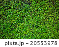 green fence with green lawn 20553978