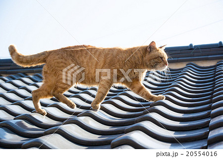 屋根を散歩する野良猫 屋根を散歩する野良猫 20554016