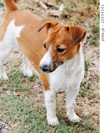 happy active cute jack Russel playing around farm happy active cute jack Russel playing around farm 20554141