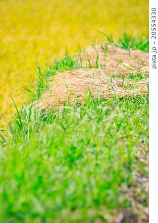 畦道と収穫前の稲穂 -秋の田園風景- 20554330