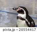 フンボルトペンギン（井の頭動物園） 20554417