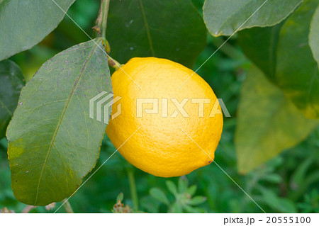 国産レモン栽培 (瀬戸内レモン)-広島県尾道市瀬戸田 国産レモン栽培 (瀬戸内レモン)-広島県尾道市瀬戸田 20555100
