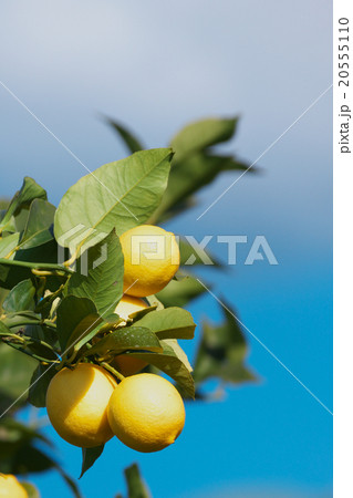 国産レモン栽培 (瀬戸内レモン)-広島県尾道市瀬戸田 国産レモン栽培 (瀬戸内レモン)-広島県尾道市瀬戸田 20555110