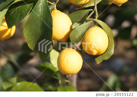 瀬戸内レモン （国産レモン栽培）-広島県尾道市瀬戸田 20555122