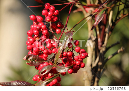 南天の実 20556768