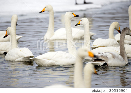 冬の屈斜路湖砂湯の白鳥 20556904