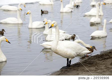 冬の屈斜路湖砂湯の白鳥 20556906