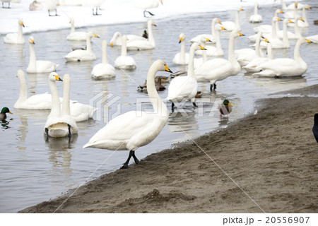 冬の屈斜路湖砂湯の白鳥 20556907
