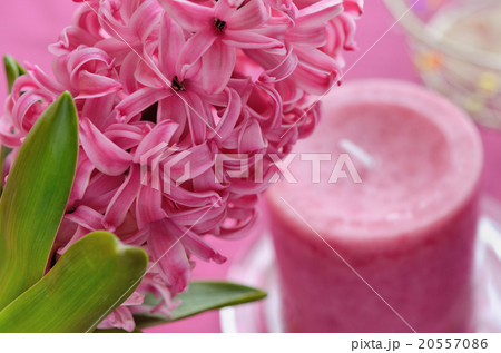 ヒヤシンスとキャンドル 20557086