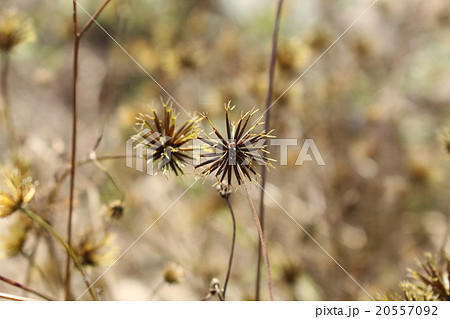アメリカせんだん草の実 20557092