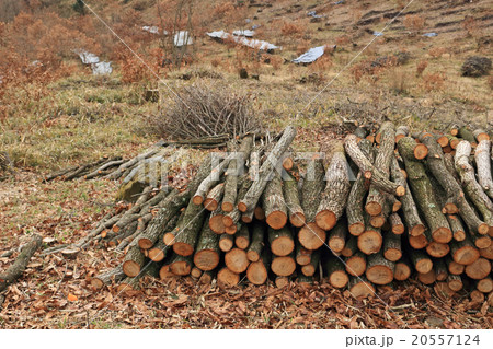 シイタケ栽培に使うクヌギの切り出し 20557124