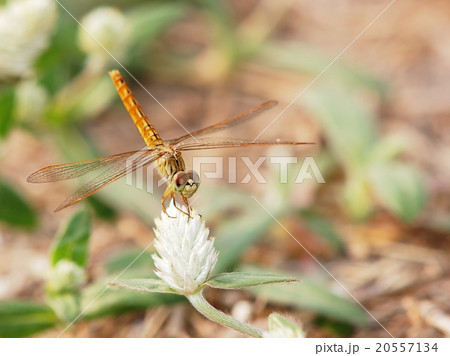 large yellow orange colour dragonfly in meadow 20557134