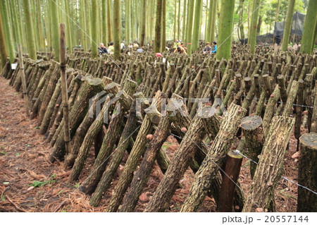 世界農業遺産のシイタケ栽培 20557144