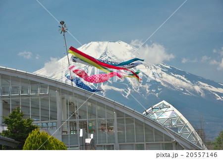 富士山と泳ぐ鯉のぼり 20557146