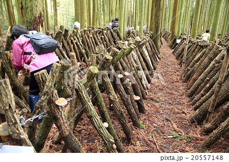世界農業遺産のシイタケ栽培 20557148