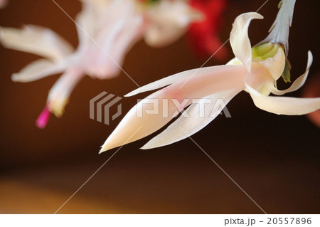 しゃこばさぼてんの花 しゃこばさぼてんの花 20557896