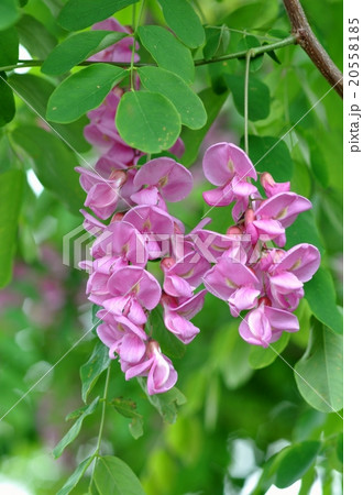 モモイロハリエンジュ 20558185