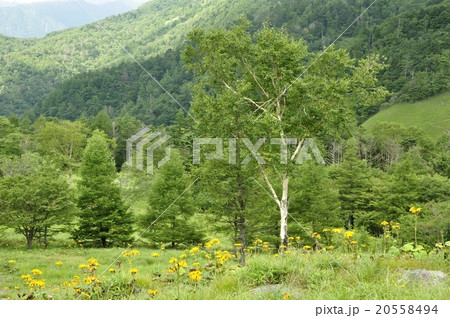 笠取山の高原 20558494