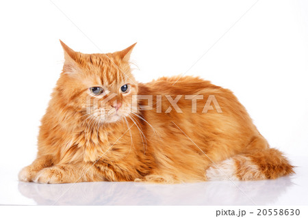 Red cat isolated on a white background 20558630