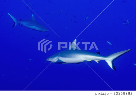 Grey shark ready to attack underwater 20559392