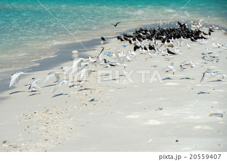 maldives tropical paradise beach landscape maldives tropical paradise beach landscape 20559407