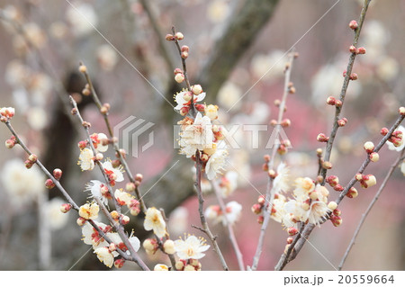 ウメの花 ウメの花 20559664