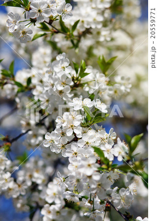 white flowers blooming on branch 20559771