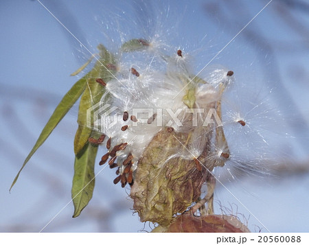 フウセントウワタの実 フウセントウワタの実 20560088
