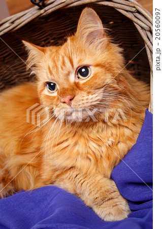 beautiful red-haired big cat close up beautiful red-haired big cat close up 20560097