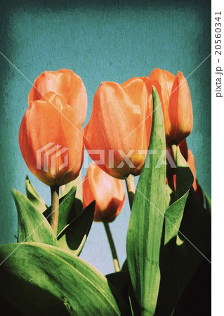 Vintage postcard, red tulip. Vintage postcard, red tulip. 20560341