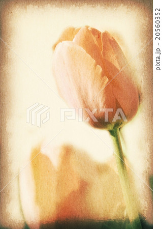 Vintage postcard, orange tulip, soft light. 20560352