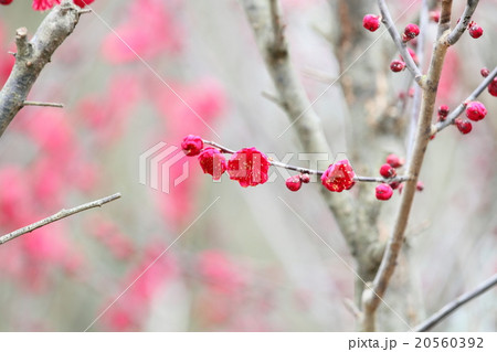 ウメの花 20560392