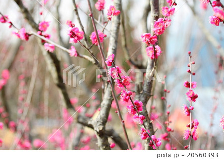 ウメの花 20560393