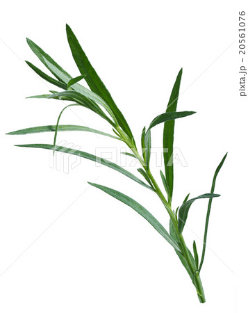 Fresh tarragon (Artemisia Dracunculus) 20561076