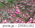 紅梅 20561162