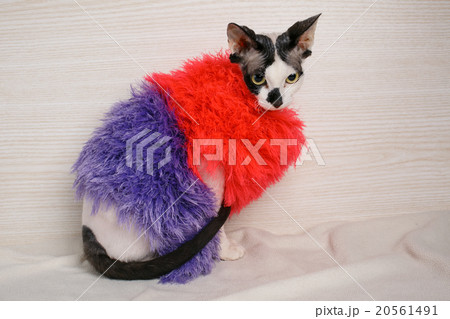 Sphynx cat wearing red and purple pullover 20561491