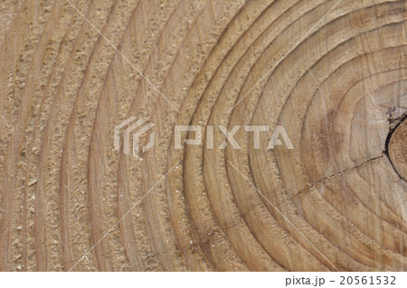 切り株と年輪 20561532