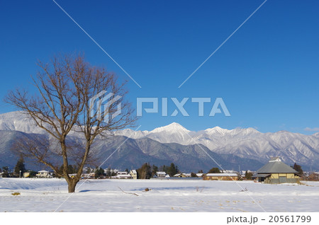 信州 冬の安曇野と北アルプス 常念岳を望む 安曇野冬景色 冬樹とアルプス 横の写真素材