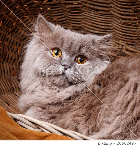 gray cat with yellow eyes on a wooden basket gray cat with yellow eyes on a wooden basket 20562437