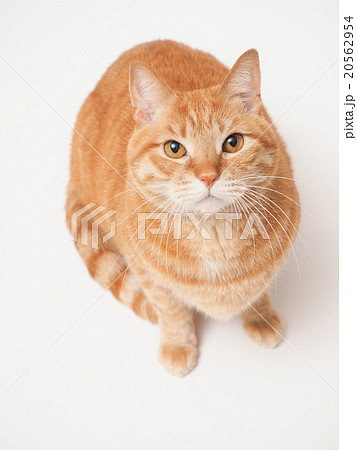 見上げる茶トラ猫 20562954