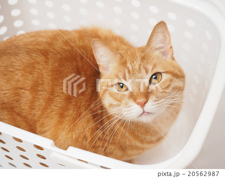 洗濯カゴに入った茶トラ猫の写真素材 20562987 Pixta