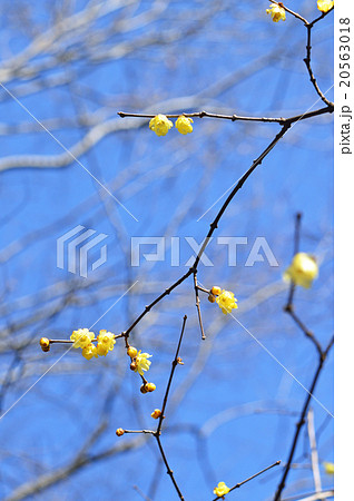 ロウバイ(蝋梅) ロウバイ(蝋梅) 20563018