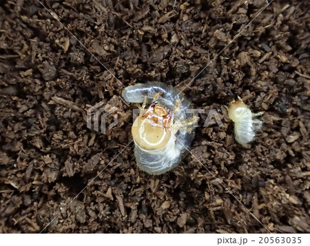 パプアキンイロクワガタ 幼虫 20563035
