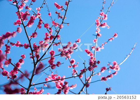 梅の花 20563152