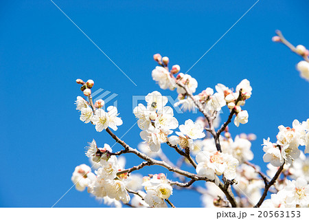 梅の花 梅の花 20563153