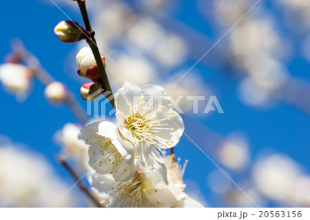 梅の花 梅の花 20563156