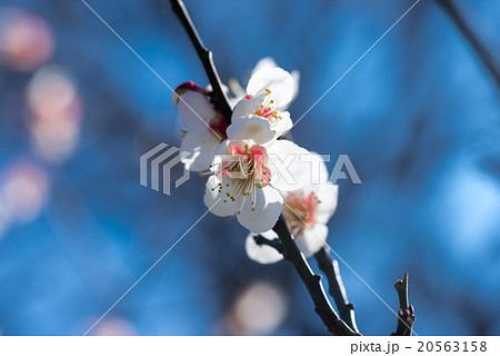 梅の花 20563158