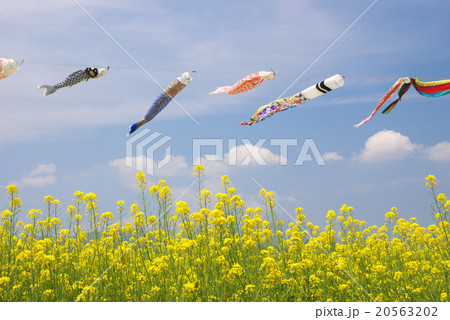 菜の花とこいのぼり 20563202