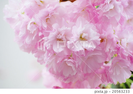 八重桜 20563233