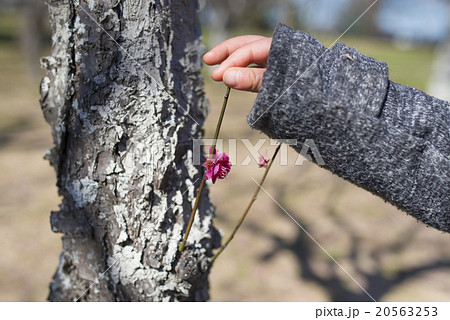 梅の花に触る子供 20563253